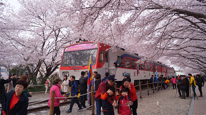 170321_cherry blossom29_in.jpg